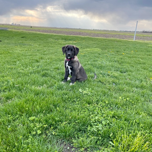 Meet your Posher, Jessica - Picture 1 of 1